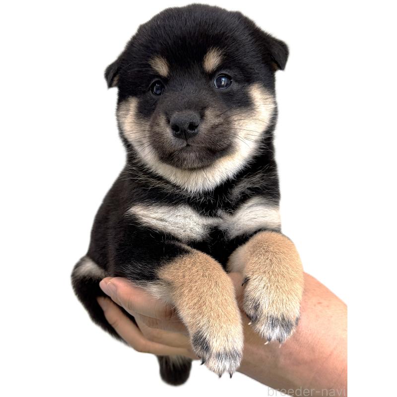 販売中の宮城県の柴犬-416653の3枚目